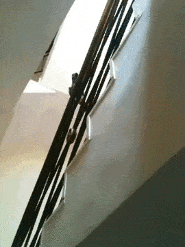 鸟 bird 玩耍 宠物