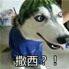 撒西 狗狗 西瓜皮 伸舌头 搞笑