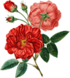 贴纸 花 花朵 红花