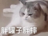 萌宠 猫星人 胖罐子胖摔 放弃了 呆萌 可爱