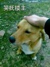 摸着狗头 狗狗 恶搞 笑抚楼主