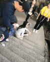 台阶 搞笑 雷人 动力 放钱 往上爬 男女