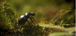 昆虫 甲虫 神话的森林 纪录片