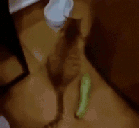 喵星人 吓 黄瓜 吓尿 惊恐 吓飞