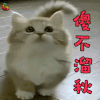 萌宠 傻不溜秋 卖萌 猫 soogif soogif出品
