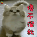 萌宠 傻不溜秋 卖萌 猫 soogif soogif出品