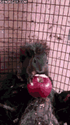 苹果 apple food 松鼠