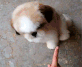 狗狗 可爱 握手 欢乐