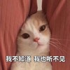 萌宠 猫星人 我不知道 我也听不见 呆萌 可爱