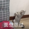 萌宠 猫星人 面壁思过 搞怪 呆萌 逗