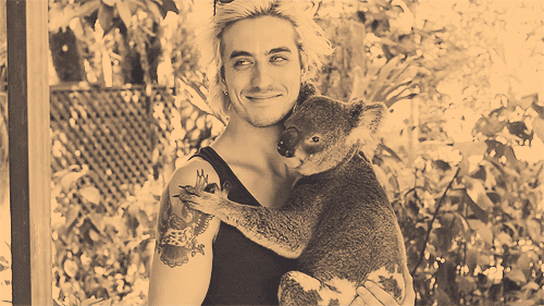 考拉 帅哥 复古 纹身 萌化了 动物 koala