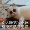 萌宠 猫星人 别人睡觉我不睡 有夜不熬是犯罪 呆萌 可爱