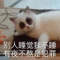 萌宠 猫星人 别人睡觉我不睡 有夜不熬是犯罪 呆萌 可爱