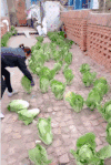 白菜  摘菜  砖地  搞笑