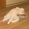 萌宠 猫星人 我真的一滴都没有了 无奈 呆萌 可爱
