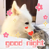 晚安 么么哒 狗 汪星人 喵星人
