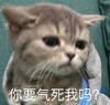 萌宠 猫星人 你要气死我吗 无奈 呆萌 可爱