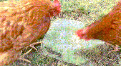 母鸡 斗鸡 搞笑 红色