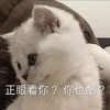萌宠 猫星人 正眼看你 你也配 呆萌 可爱