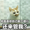 猫 德行 看看