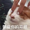 萌宠 猫星人 蒙蔽你的双眼 不许看 呆萌 可爱