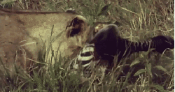 倒 动物 咬 挣扎 掠食动物战场 斑马 狮子 纪录片