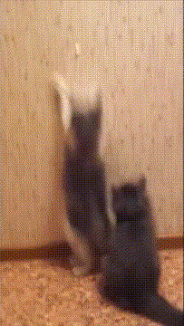 猫咪 背影 跳跃 可爱 搞笑