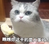 萌宠 喵星人 你看看你 瞧瞧你干的事儿 憨憨 淘气