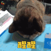 萌宠 猫 醒醒 撩人 soogif soogif出品