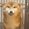 萌宠 汪星人 柴犬 吐舌 动图