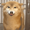 萌宠 汪星人 柴犬 吐舌 动图