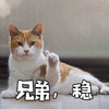 兄弟 稳 猫 搞怪 逗