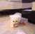 可爱 萌 萌宠 猫咪