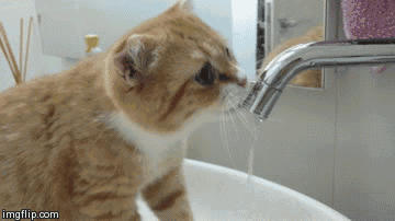 猫咪 喵星人 喝水 水龙头