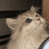 萌娃 猫星人 ？ 好奇 呆萌 可爱