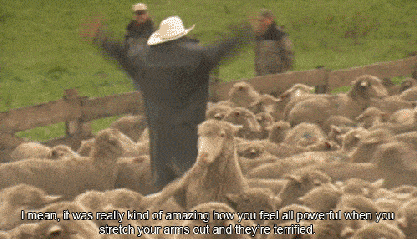 羊群 草原 害怕 乱串 赶羊群