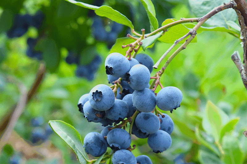蓝莓 水果 营养 植株 绿色叶子