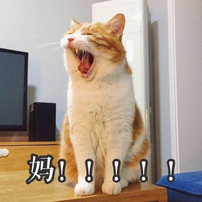 猫咪 毛茸茸 喵星人 妈