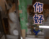 你好 柴犬