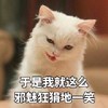 萌宠 喵星人 于是我就这么邪魅狂妄的一笑 嘿嘿嘿 呆萌 搞怪