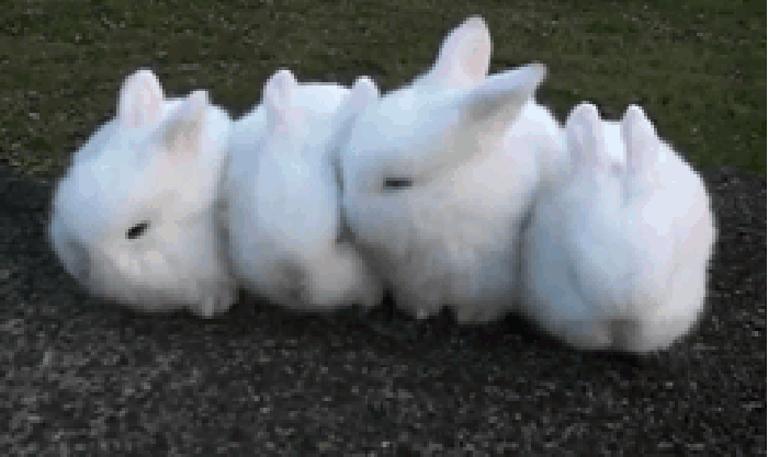 兔子 四个小雪球 可爱 呆萌