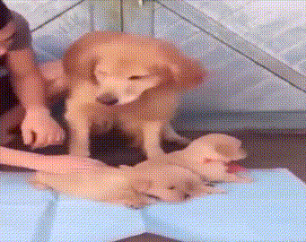 汪星人 狗狗 萌宠 狗