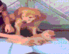 汪星人 狗狗 萌宠 狗