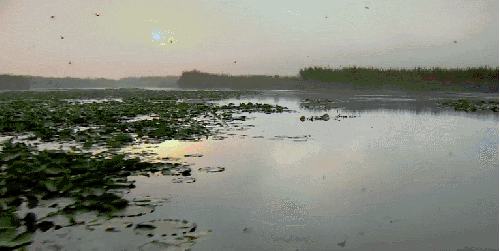 多瑙河 多瑙河-欧洲的亚马逊 早晨 纪录片 美 雾