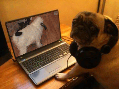 狗狗 电脑 耳麦 可爱