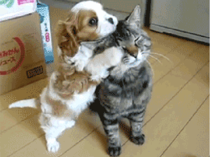 动物 可爱 拥抱 猫咪
