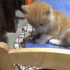 猫咪 喵星人
