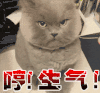 猫咪 哼生气 严肃 瞪眼