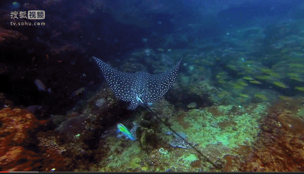 深海奇探 鳐鱼 游动 礁
