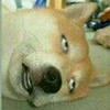 狗狗 眯眼 张嘴 晕倒